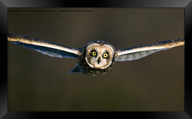 short-eared owl Framed Print by Tom McPherson