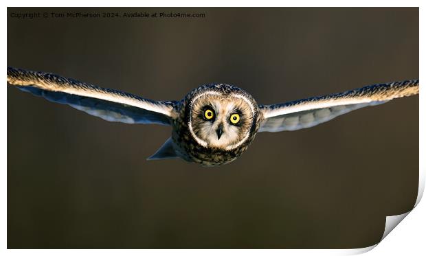 short-eared owl Print by Tom McPherson