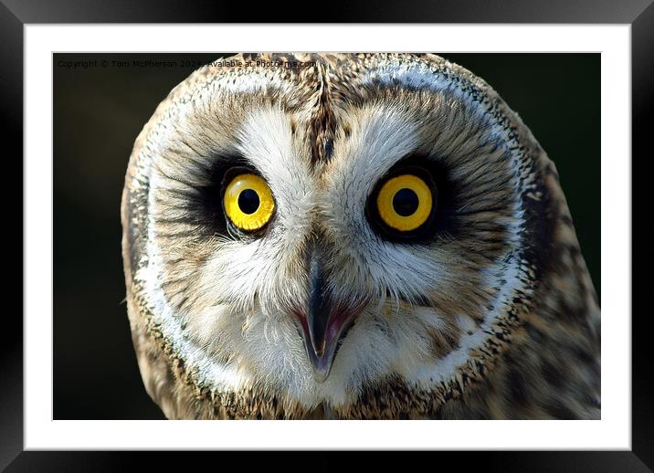short-eared owl Framed Mounted Print by Tom McPherson