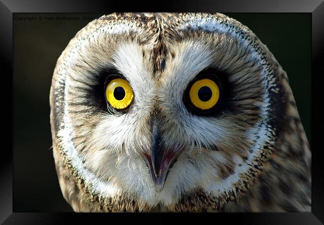 short-eared owl Framed Print by Tom McPherson