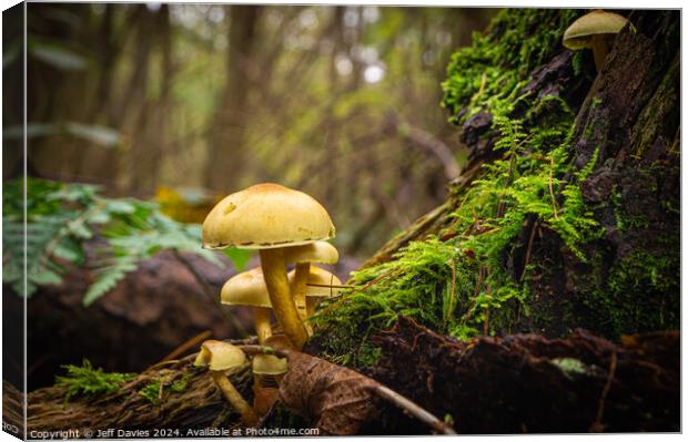 Forest Fungi Canvas Print by Jeff Davies