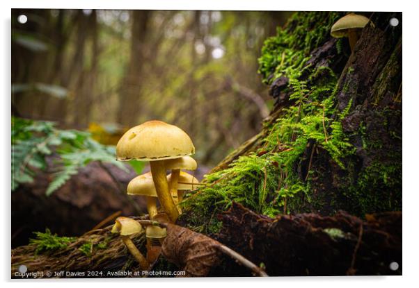 Forest Fungi Acrylic by Jeff Davies