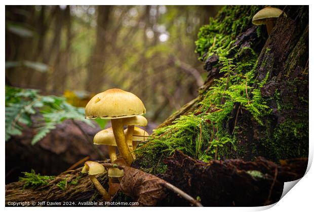 Forest Fungi Print by Jeff Davies
