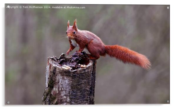 The red squirrel Acrylic by Tom McPherson