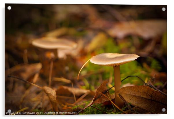 Lone Mushroom Acrylic by Jeff Davies