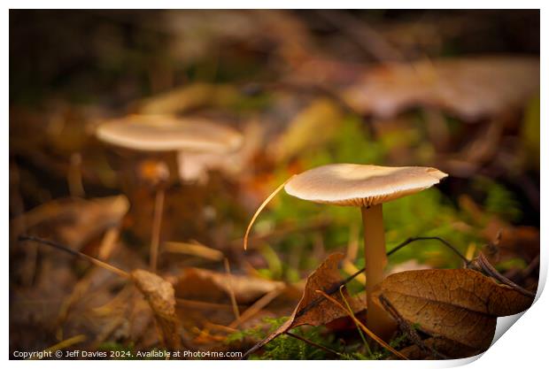 Lone Mushroom Print by Jeff Davies
