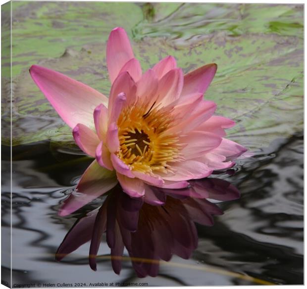 Waterlily Canvas Print by Helen Cullens