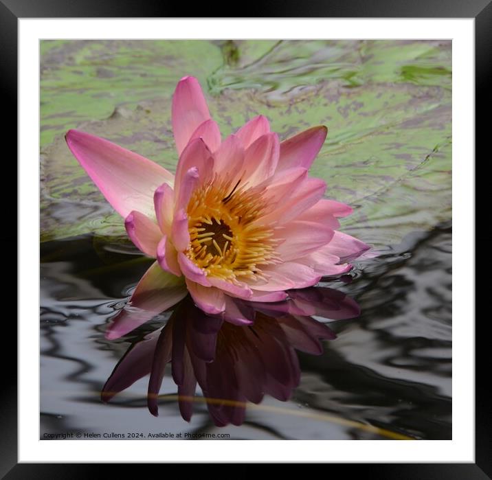Waterlily Framed Mounted Print by Helen Cullens