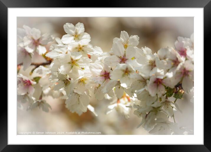 sunlit spring blossom Framed Mounted Print by Simon Johnson