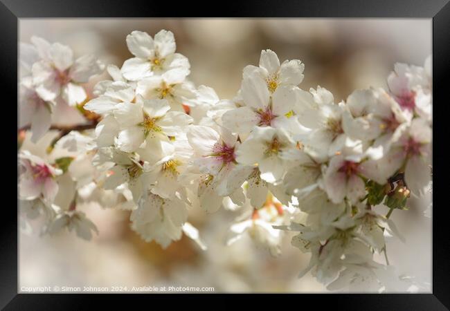sunlit spring blossom Framed Print by Simon Johnson