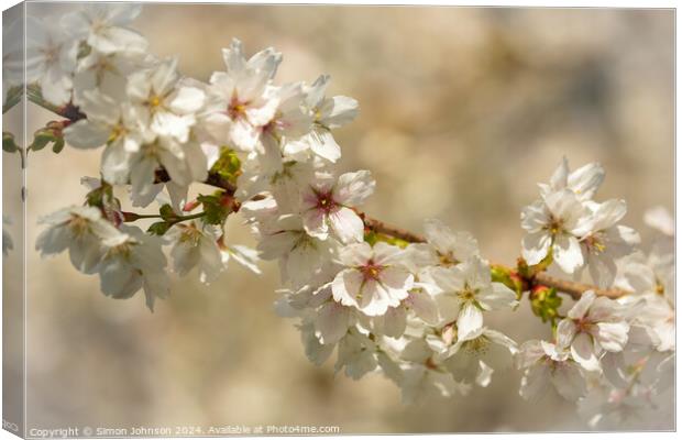 sunlit spring blossom Canvas Print by Simon Johnson