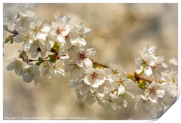 sunlit spring blossom Print by Simon Johnson