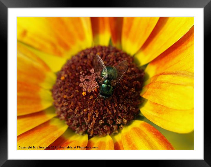 last day of summer Framed Mounted Print by Jo Beerens