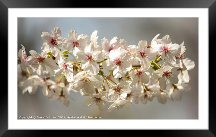 Spring bly Framed Mounted Print by Simon Johnson