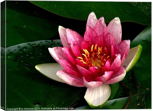 water lily Canvas Print by Jo Beerens