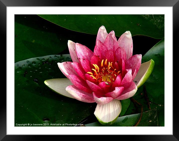 water lily Framed Mounted Print by Jo Beerens