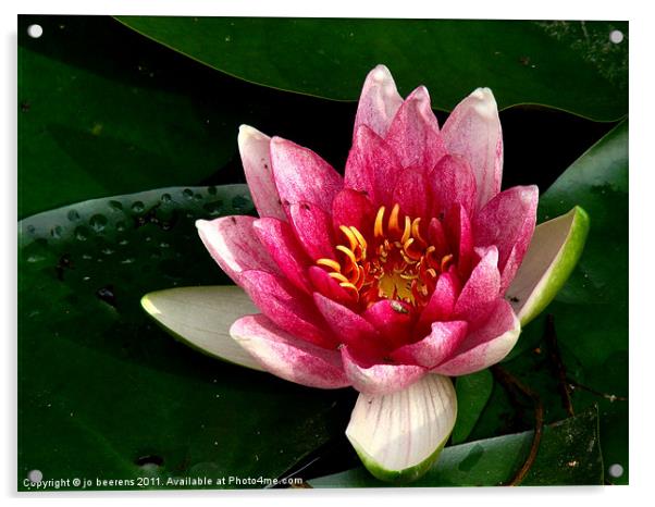 water lily Acrylic by Jo Beerens