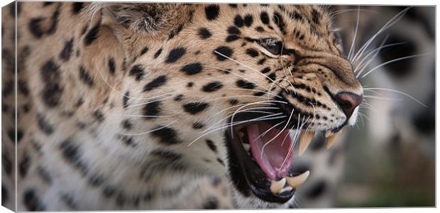 Snarl - Amur Leopard Canvas Print by Simon Wrigglesworth