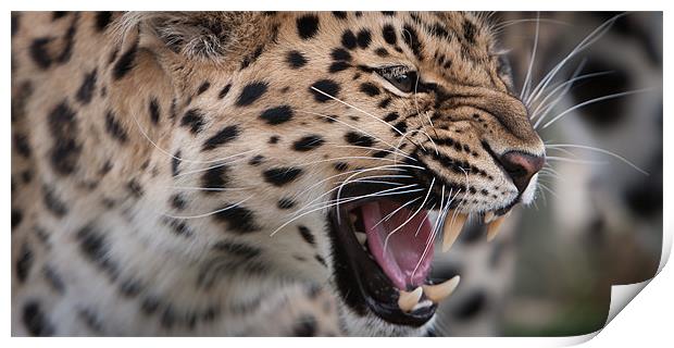Snarl - Amur Leopard Print by Simon Wrigglesworth