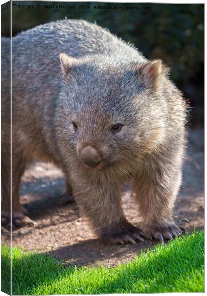 Adorable Wombat Canvas Print by rawshutterbug 