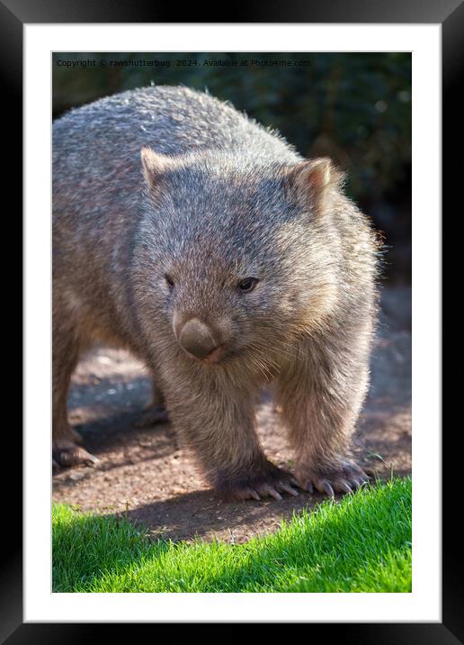 Adorable Wombat Framed Mounted Print by rawshutterbug 