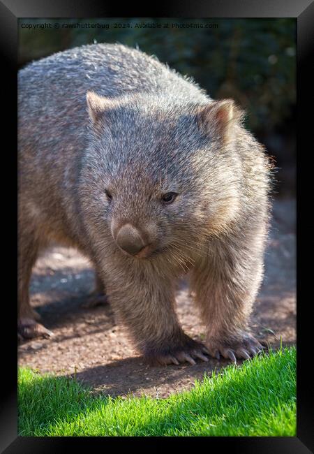 Adorable Wombat Framed Print by rawshutterbug 