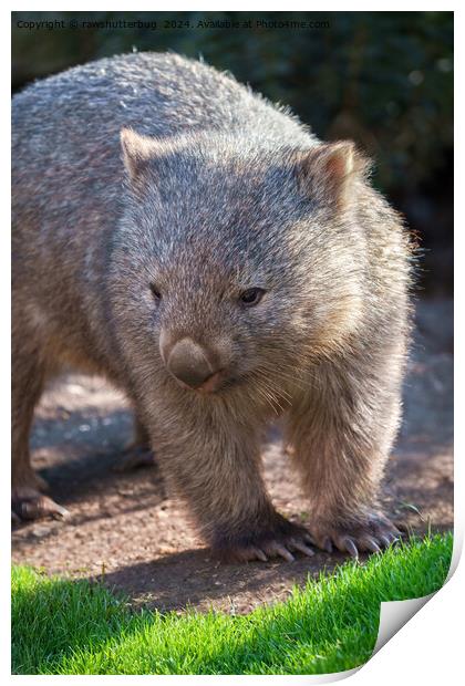 Adorable Wombat Print by rawshutterbug 