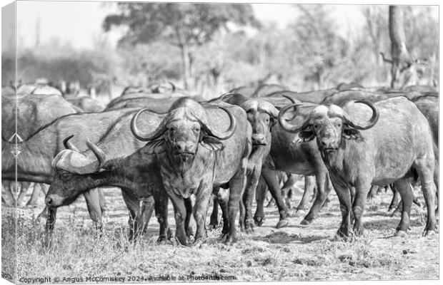 Curious cape buffalo, Zambia (black and white) Canvas Print by Angus McComiskey