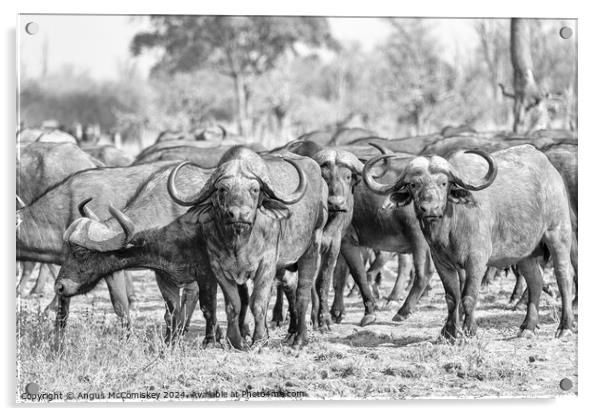 Curious cape buffalo, Zambia (black and white) Acrylic by Angus McComiskey