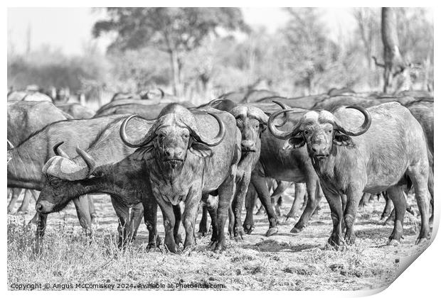 Curious cape buffalo, Zambia (black and white) Print by Angus McComiskey