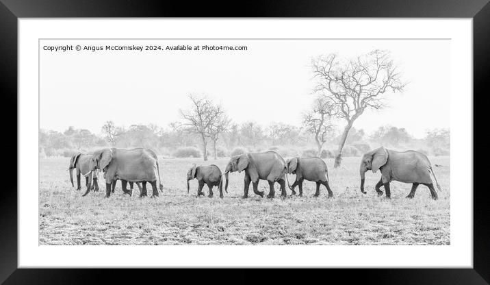 Herd of African elephants on the move in Zambia Framed Mounted Print by Angus McComiskey