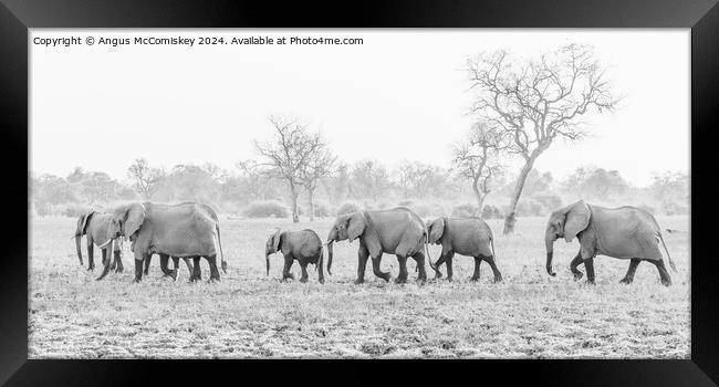 Herd of African elephants on the move in Zambia Framed Print by Angus McComiskey