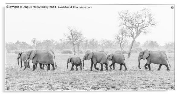 Herd of African elephants on the move in Zambia Acrylic by Angus McComiskey