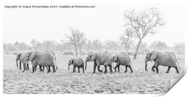 Herd of African elephants on the move in Zambia Print by Angus McComiskey