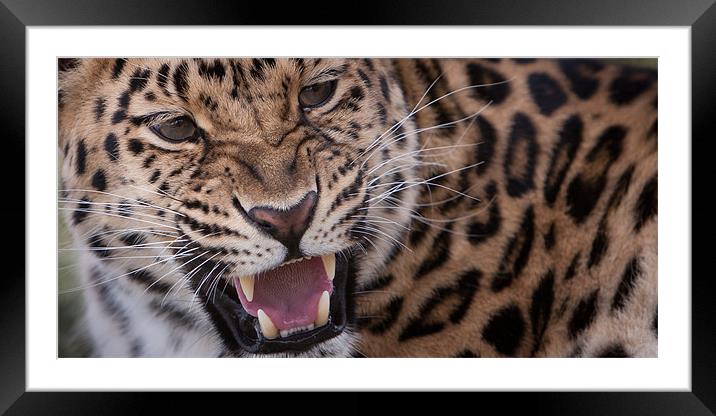 Too close for comfort Framed Mounted Print by Simon Wrigglesworth