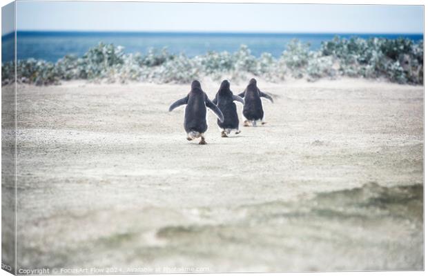 Gentoo Penguins Marching to the Sea at Volunteer Point Canvas Print by FocusArt Flow