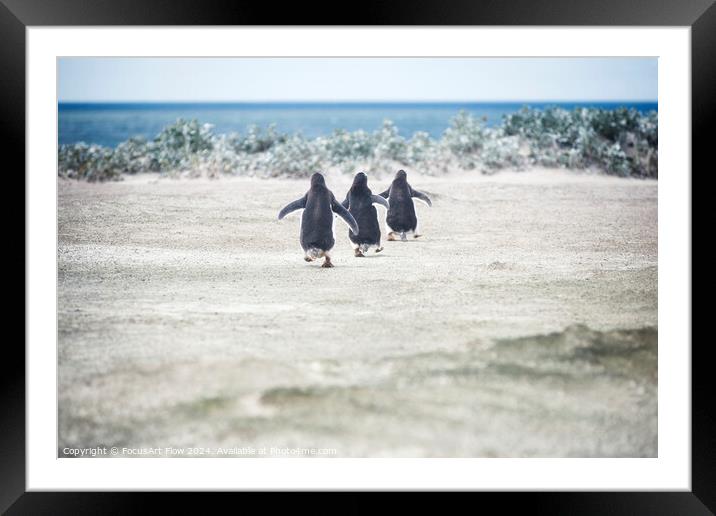 Gentoo Penguins Marching to the Sea at Volunteer Point Framed Mounted Print by FocusArt Flow