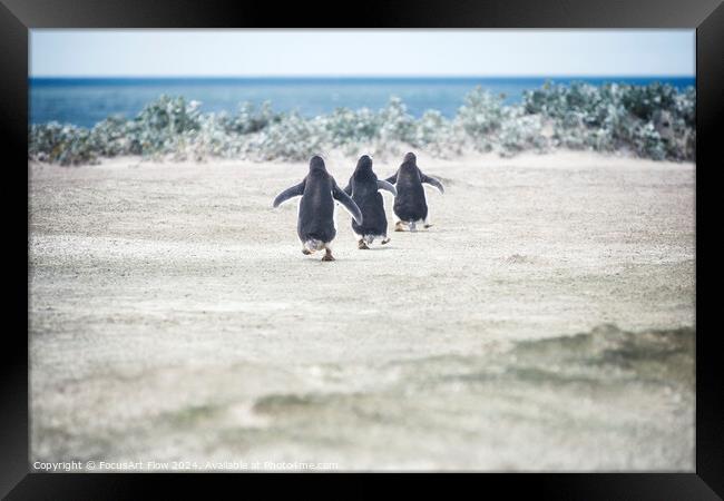 Gentoo Penguins Marching to the Sea at Volunteer Point Framed Print by FocusArt Flow