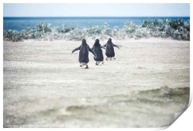 Gentoo Penguins Marching to the Sea at Volunteer Point Print by FocusArt Flow