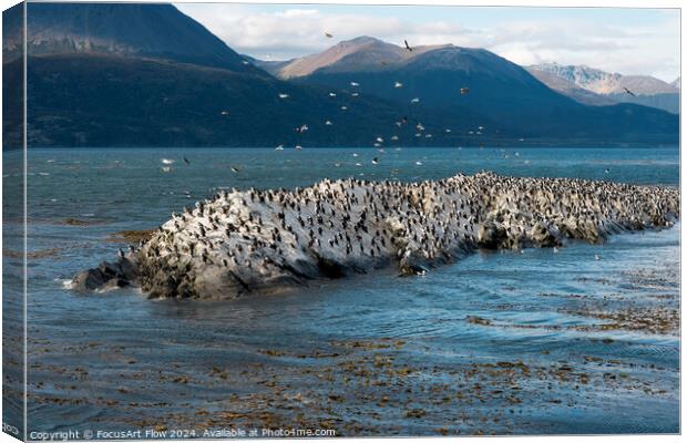 Beagle Channel Birds Flock on Tierra Del Fuego Shores Canvas Print by FocusArt Flow