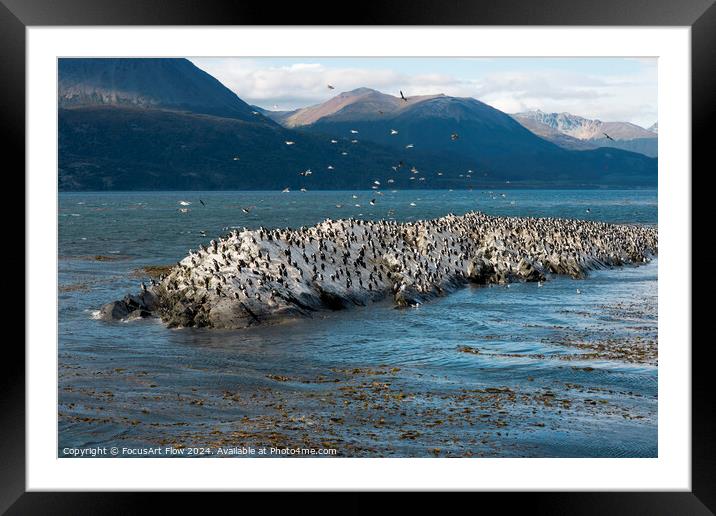Beagle Channel Birds Flock on Tierra Del Fuego Shores Framed Mounted Print by FocusArt Flow