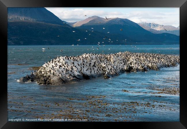 Beagle Channel Birds Flock on Tierra Del Fuego Shores Framed Print by FocusArt Flow