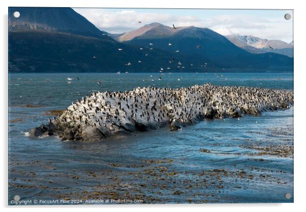 Beagle Channel Birds Flock on Tierra Del Fuego Shores Acrylic by FocusArt Flow