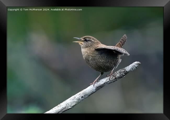 Jenny Wren Framed Print by Tom McPherson