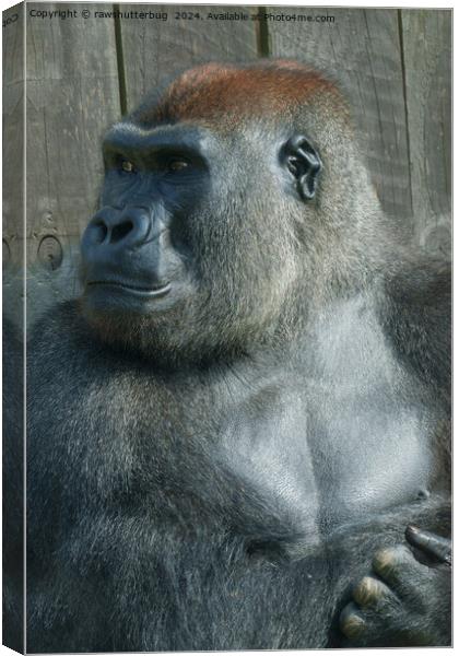 Gorilla Lope Canvas Print by rawshutterbug 