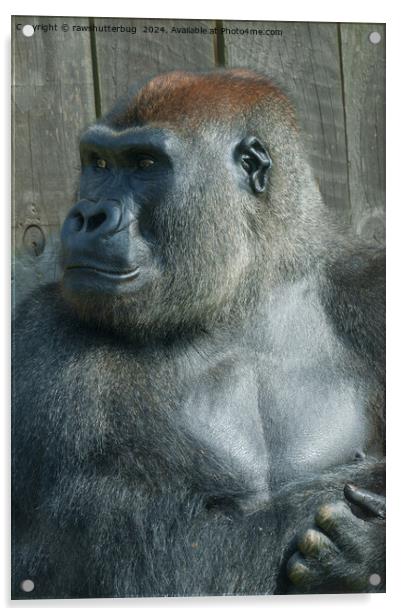 Gorilla Lope Acrylic by rawshutterbug 
