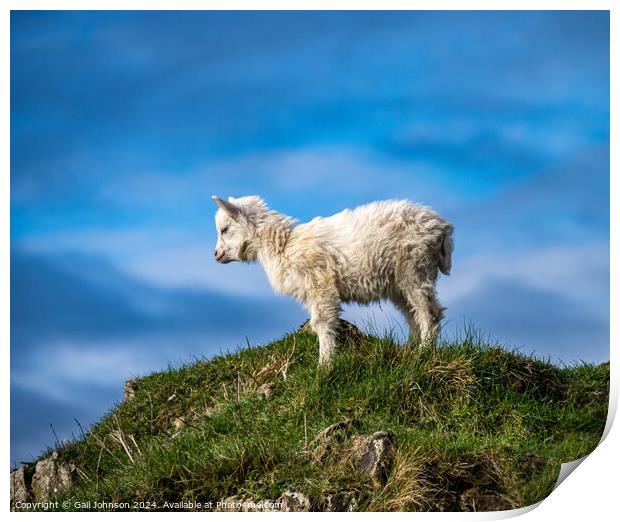 Walking around the Great Orme, Llandudno North wales  Print by Gail Johnson