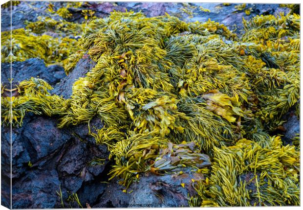 Seaweed Canvas Print by Tom McPherson