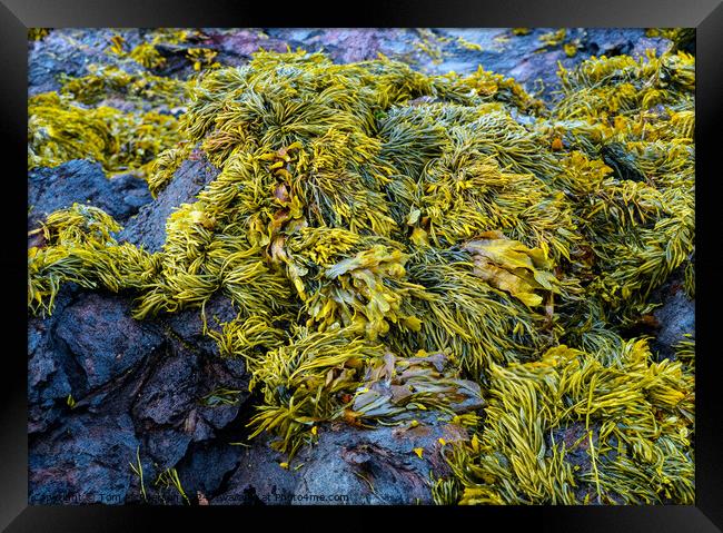 Seaweed Framed Print by Tom McPherson