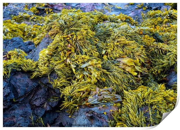 Seaweed Print by Tom McPherson